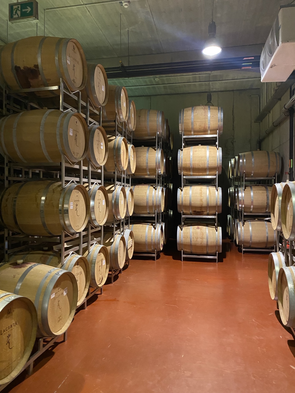 Rows of oak barrels marked LacertA in the winery cellar