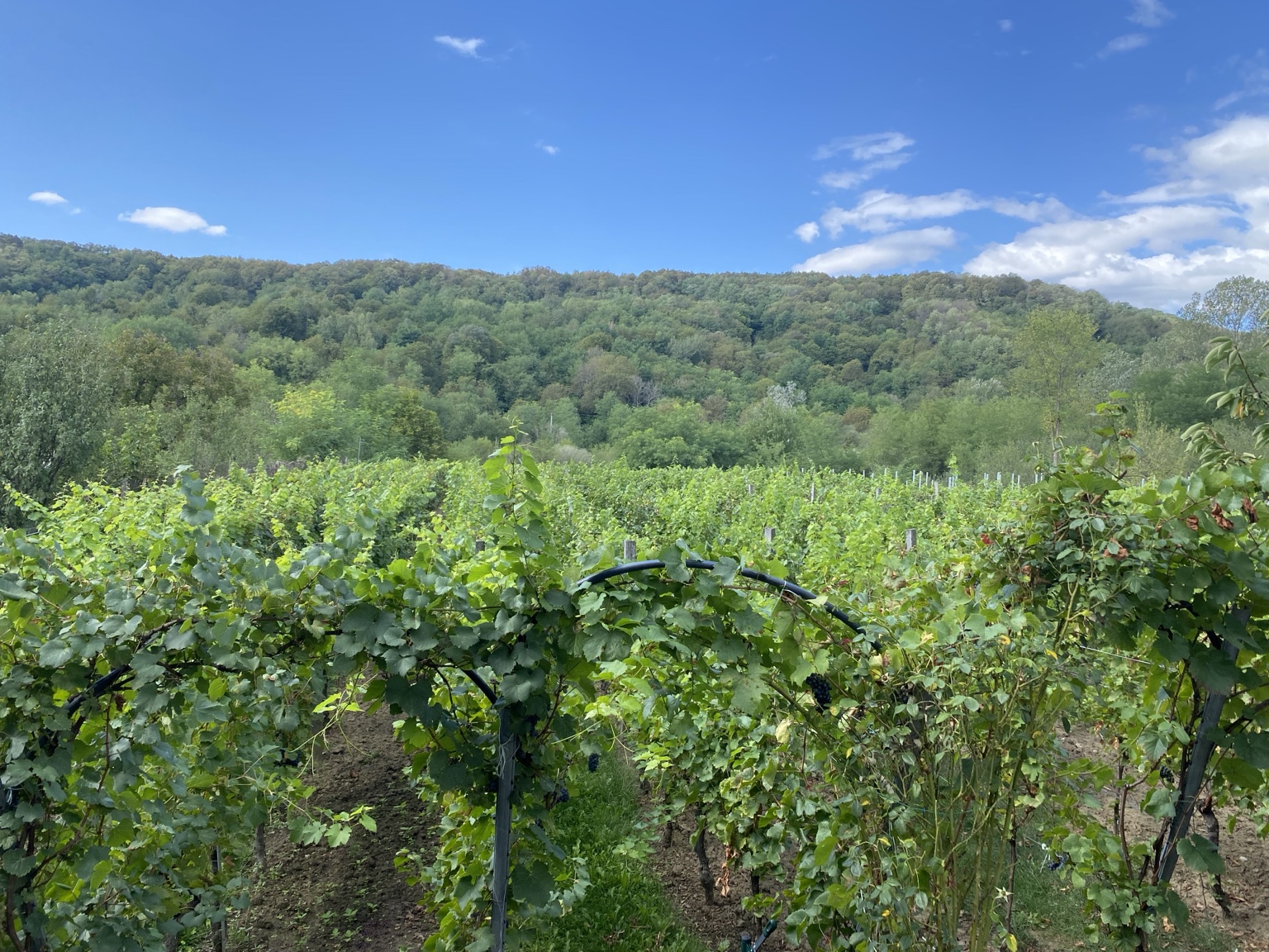 Vineyards in Romania's Dealu Mare wine region