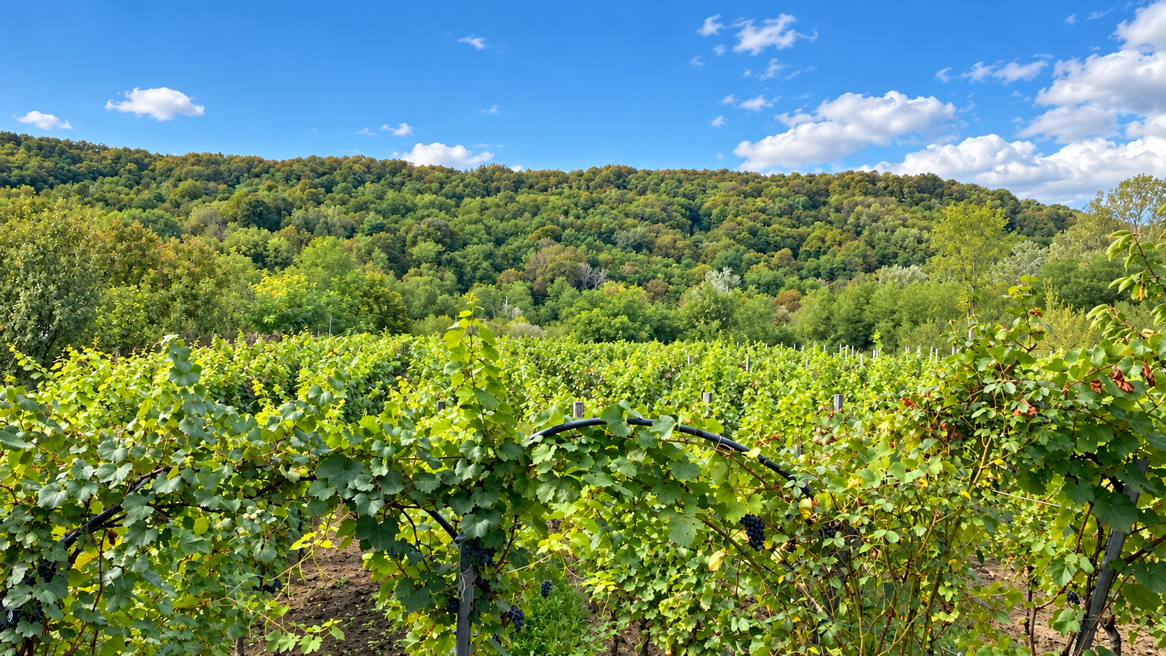 Dealu Mare vineyard and wooded hills, AI-retouched from an original VIP Drivers photograph